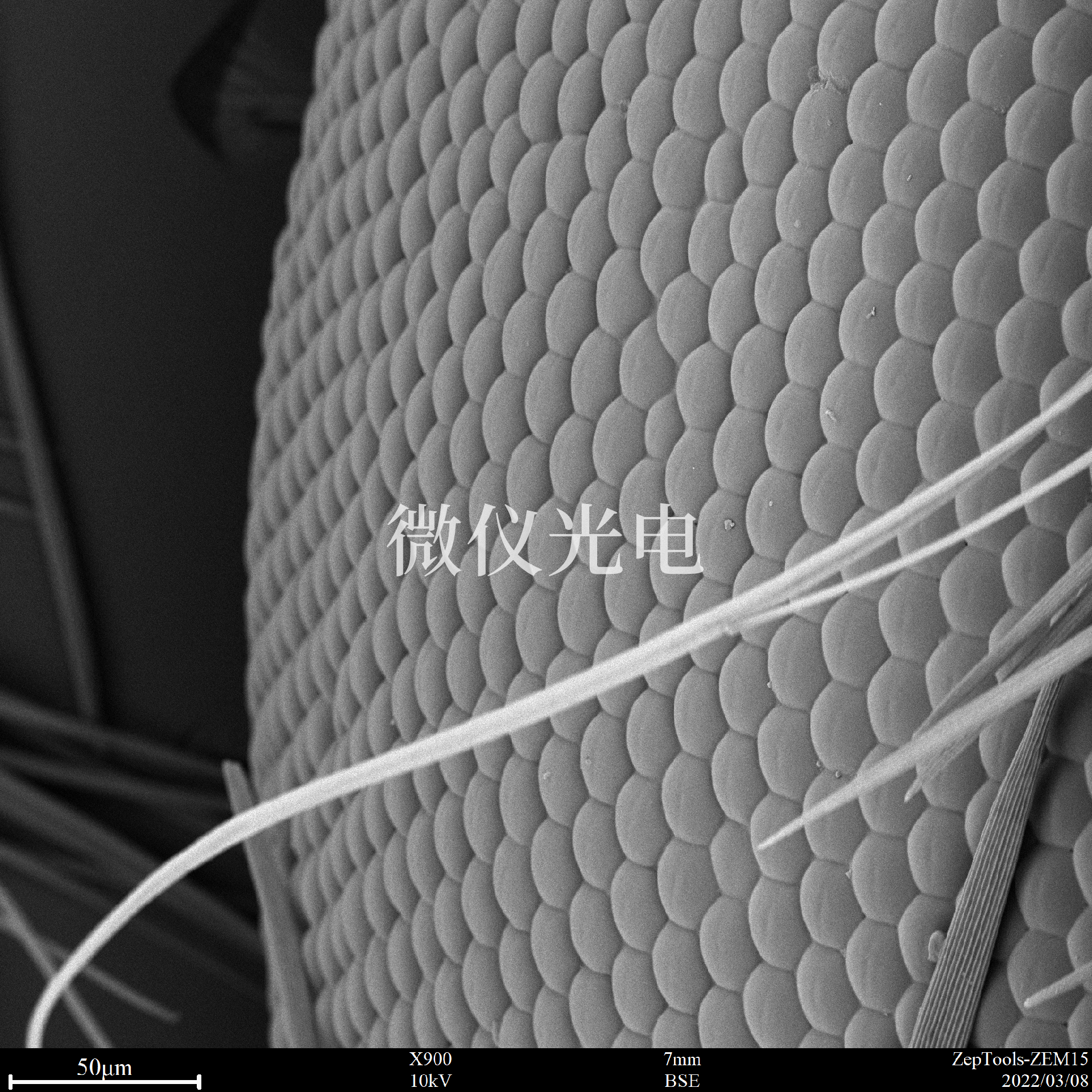 掃描電鏡下的昆蟲.png 掃描電鏡下的昆蟲.png